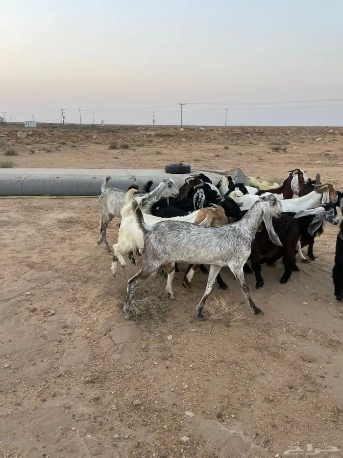 جفرات مقاني 7