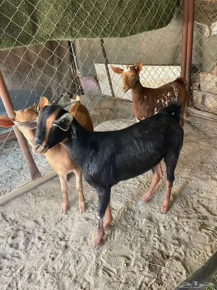 عنقان 2