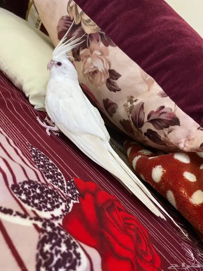 كروانات البينو وهولندي 2