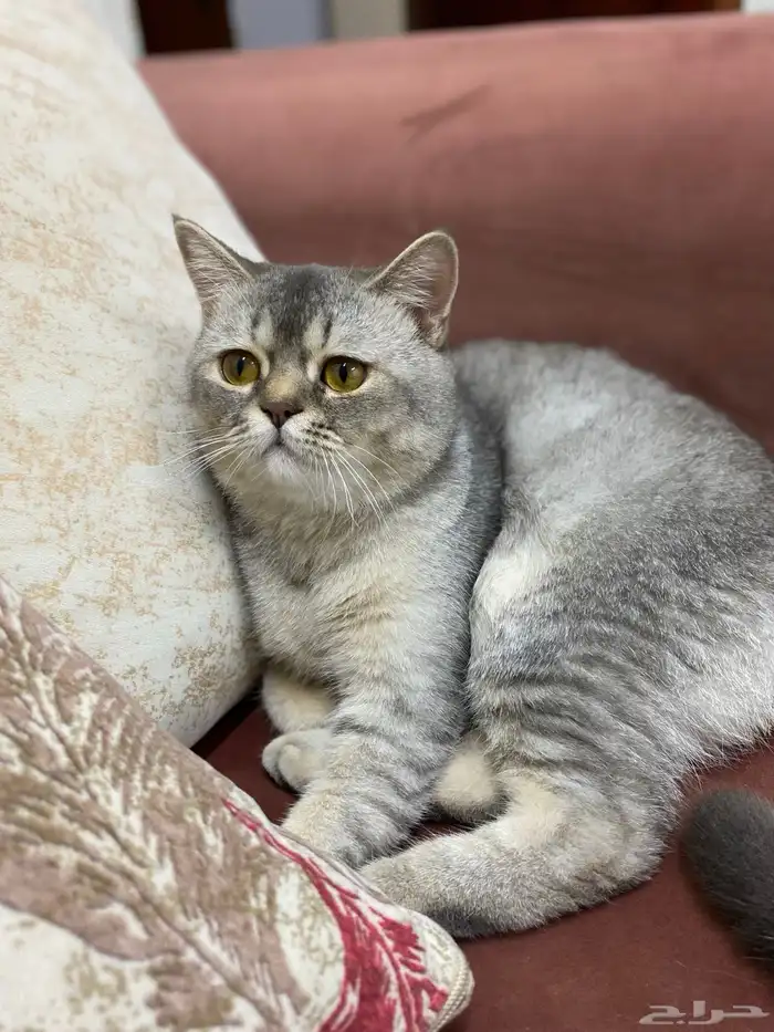 قطتين سكوتش للتبني (لفتره محدودة) 0