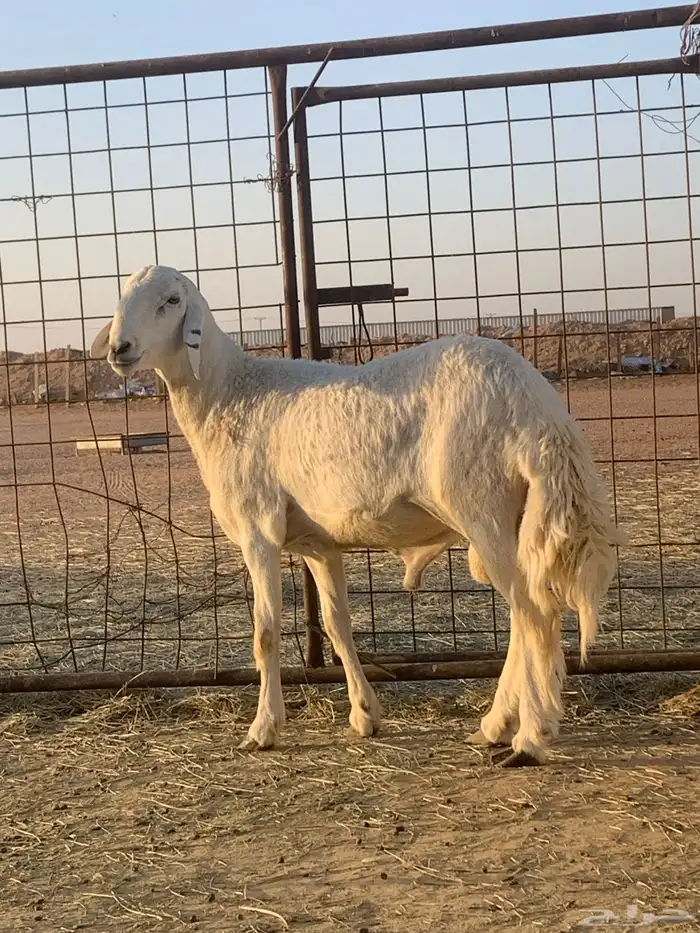 فحل حري صنف ثني مشروط 4