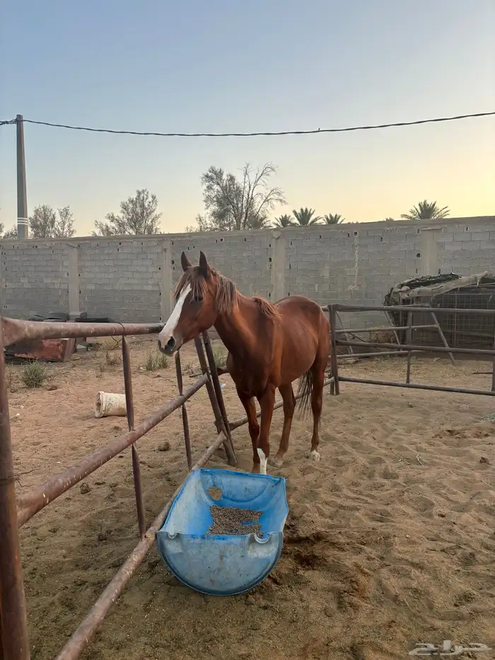 خيل 5