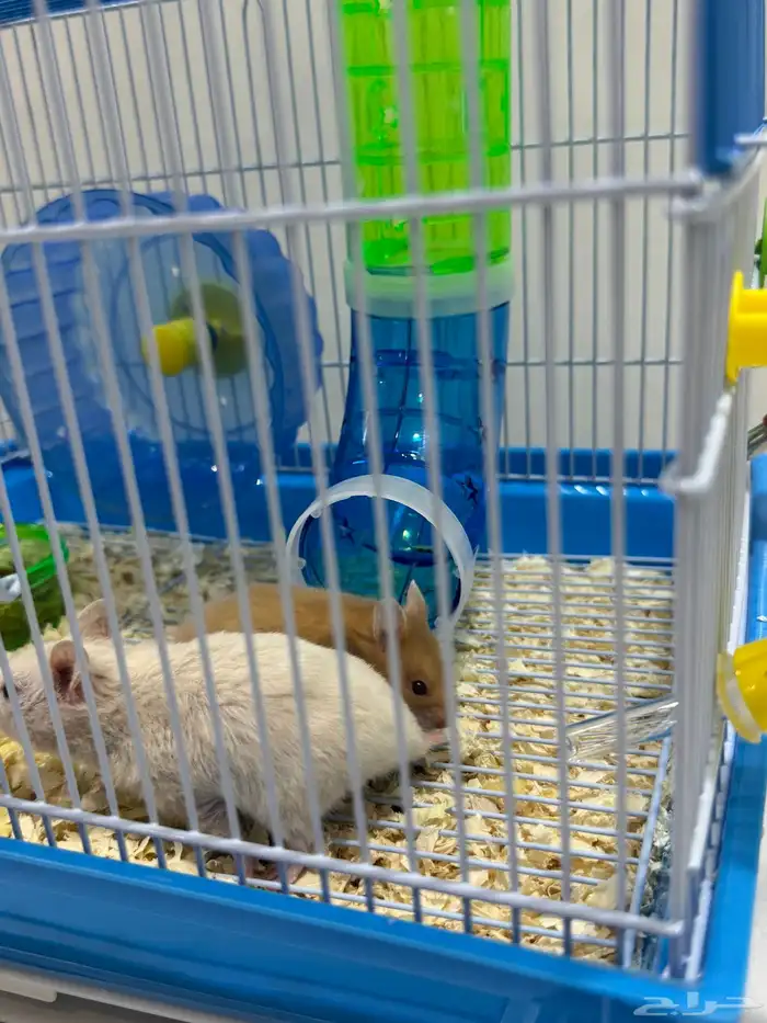 هامستر 7