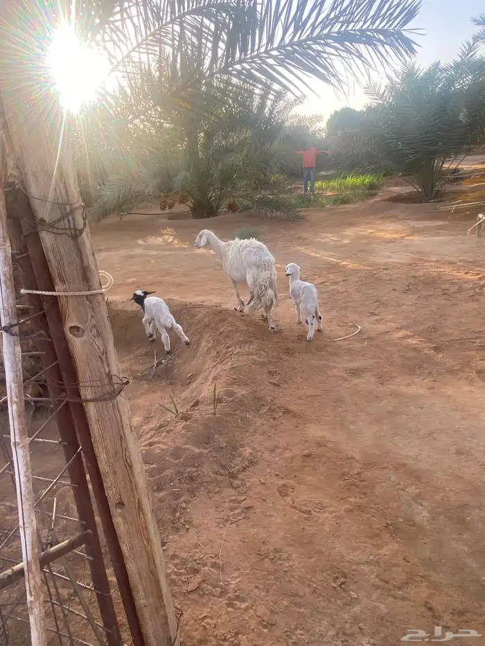 حريه متبع 2