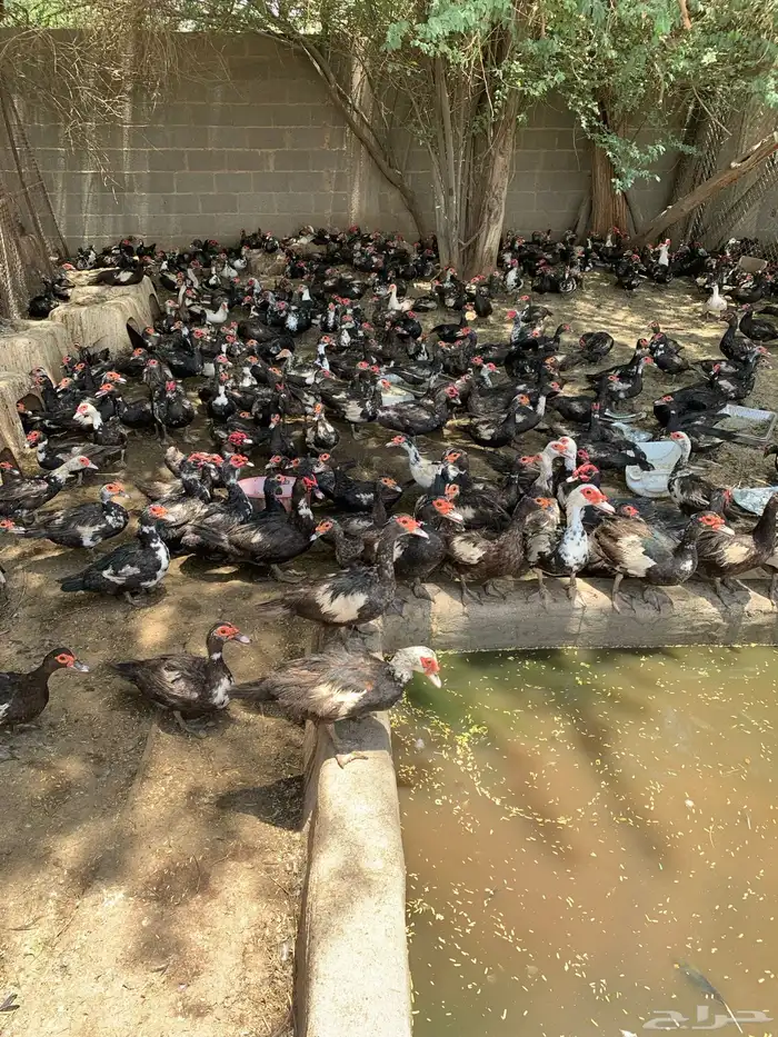بط مصري أو مسكوني 2
