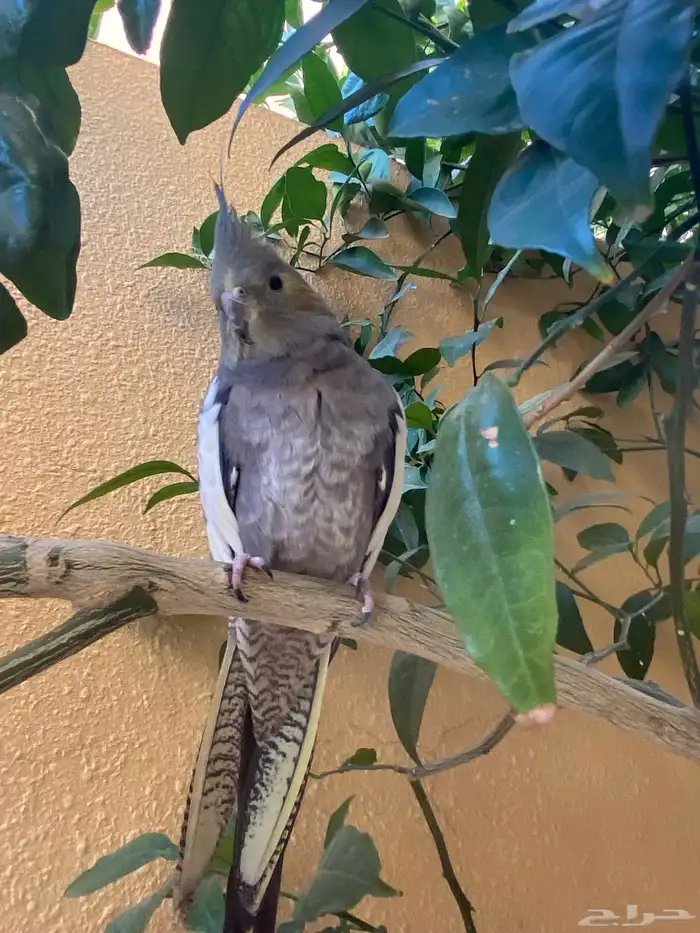 ببغاء مفقود 4