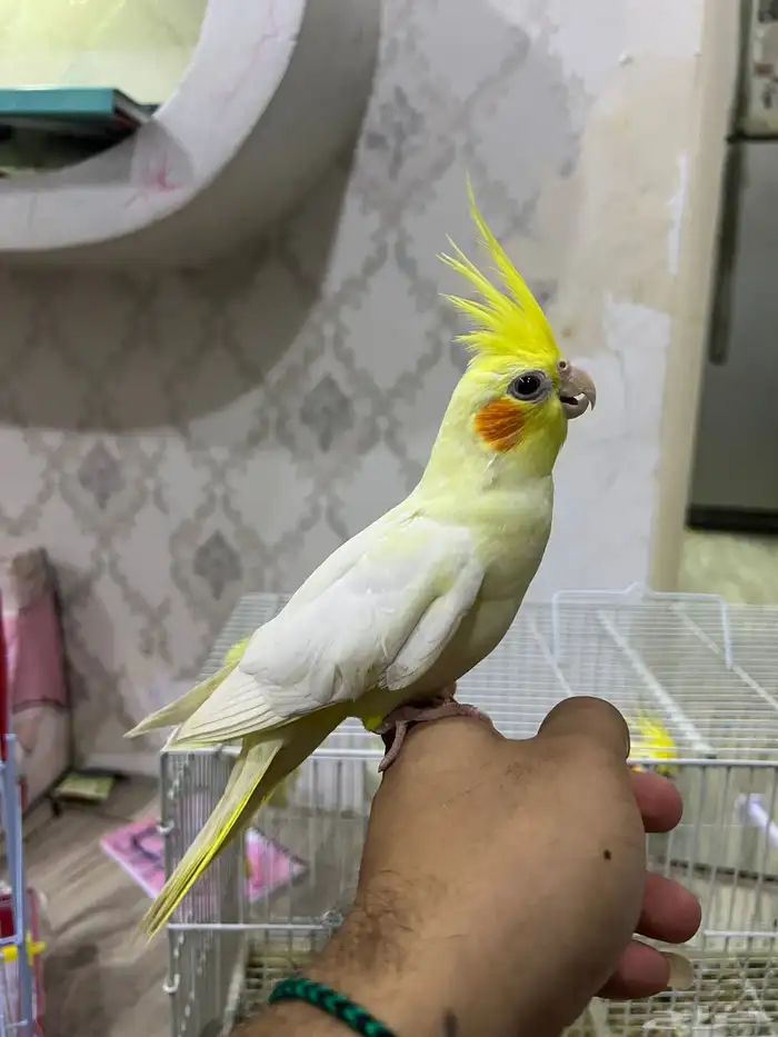 كروان اليف لاتينو 4