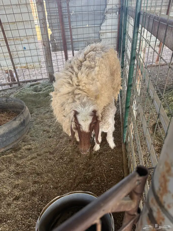 عرضين نعيميه متبع وحريه حايل 8