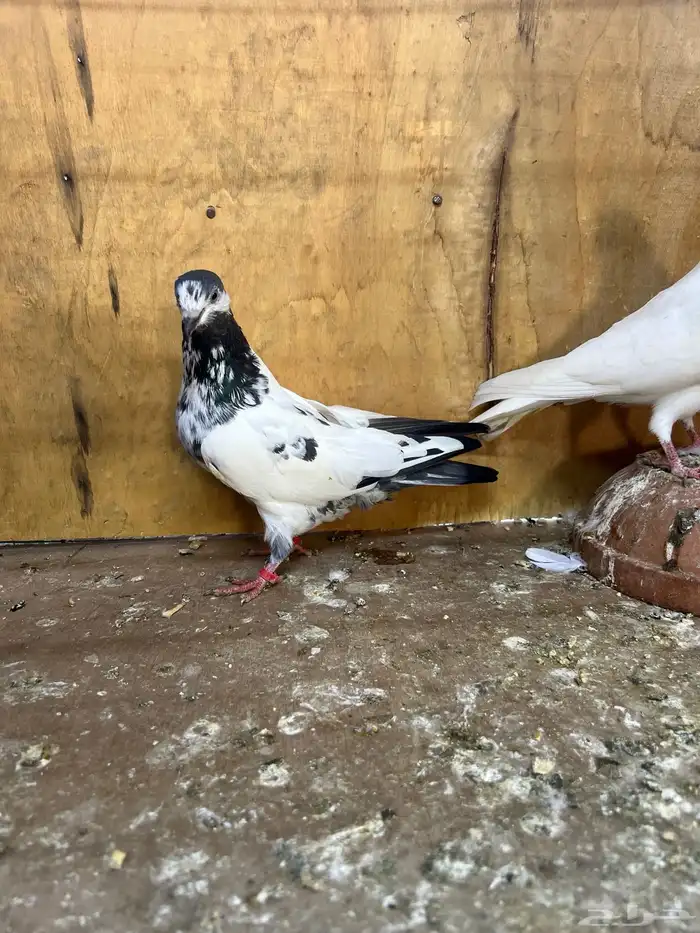 للبيع حمام باكستاني 9