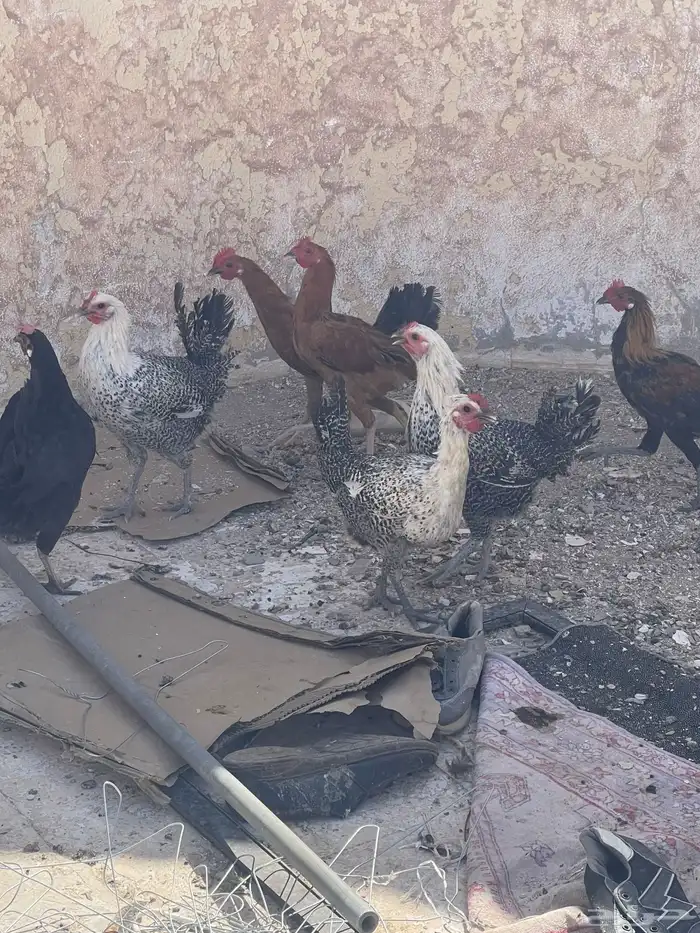 سمان. فري. للبيع منتج الصامل يجي  دجاج فيومي بياض 11