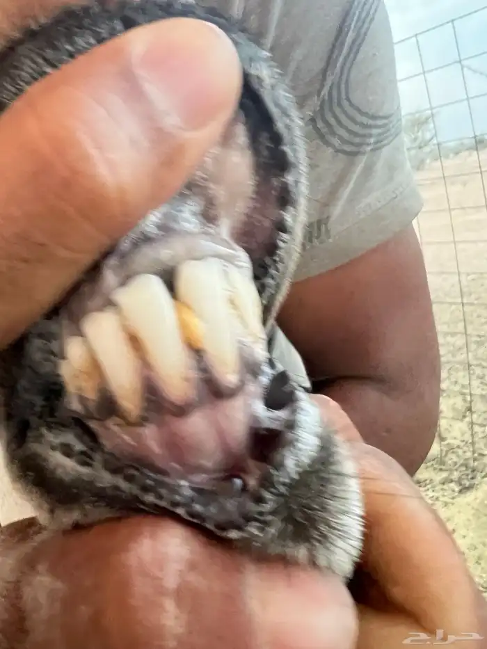 شاه حايل مقفله شحم 7