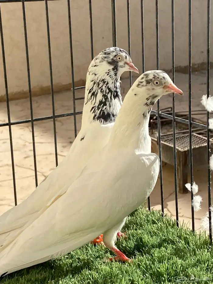 جوز جونسرا مستوى TOP 0