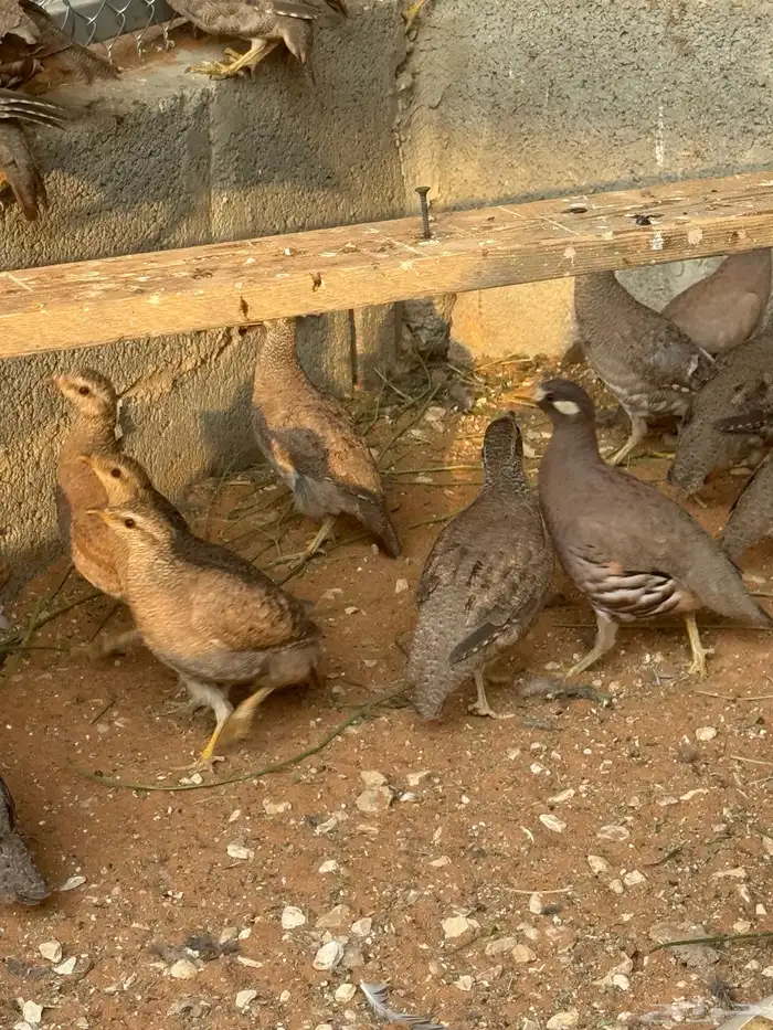 حبشي دجاج رومي بط قطا حجل فزنت 6