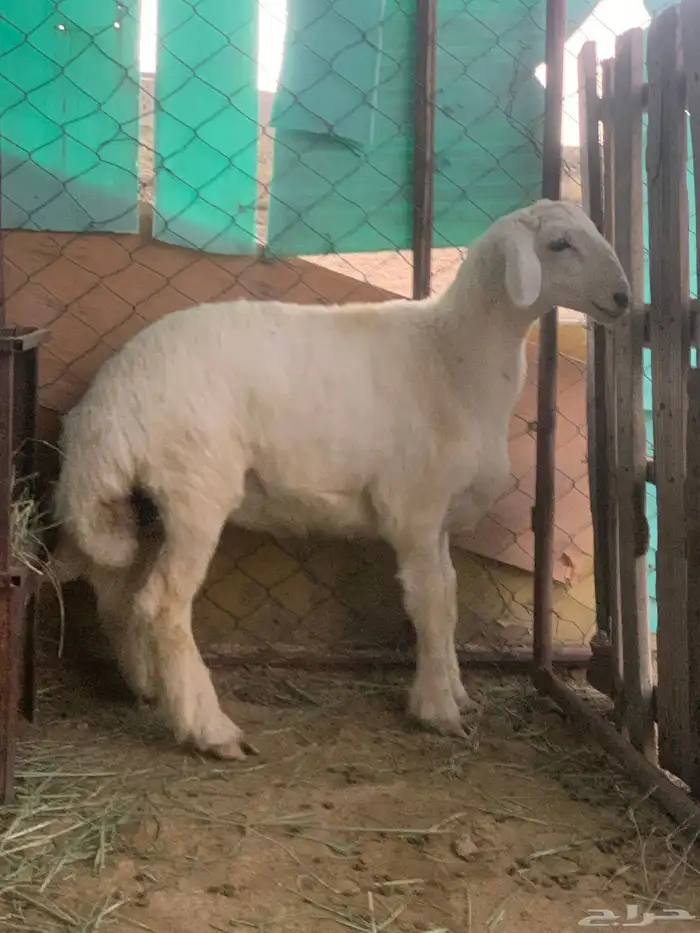 طلي صنف 0