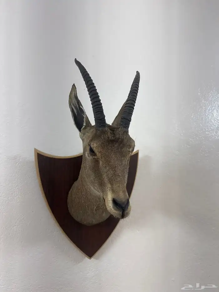 راس غزال محنط 0