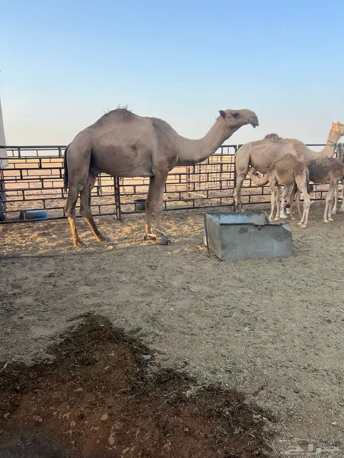 للبيع بعير اشعل قشعاني 2