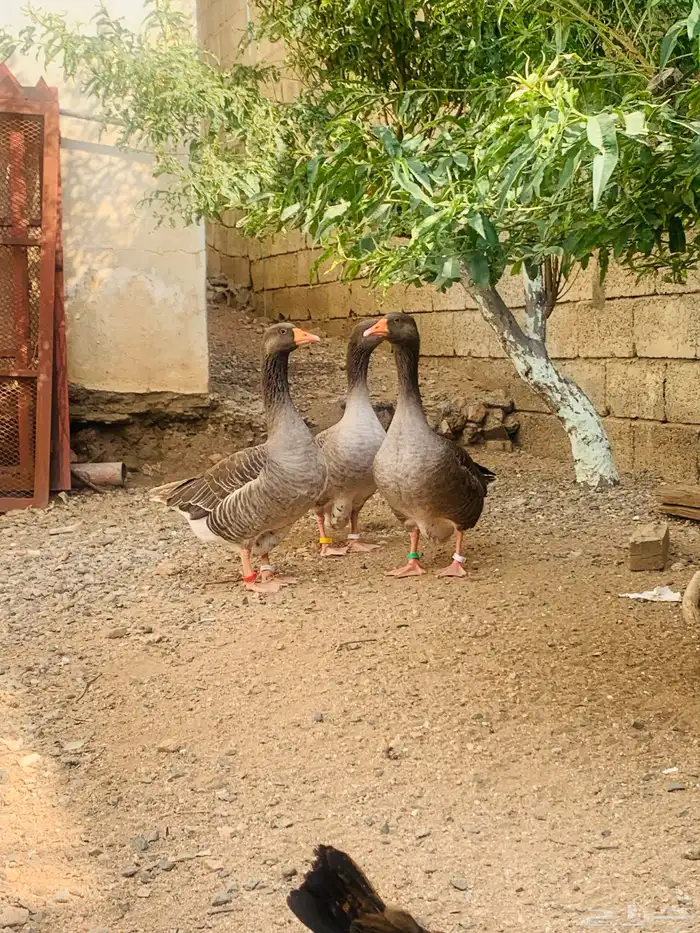 ذكر وانثاتين وز بلدي 5