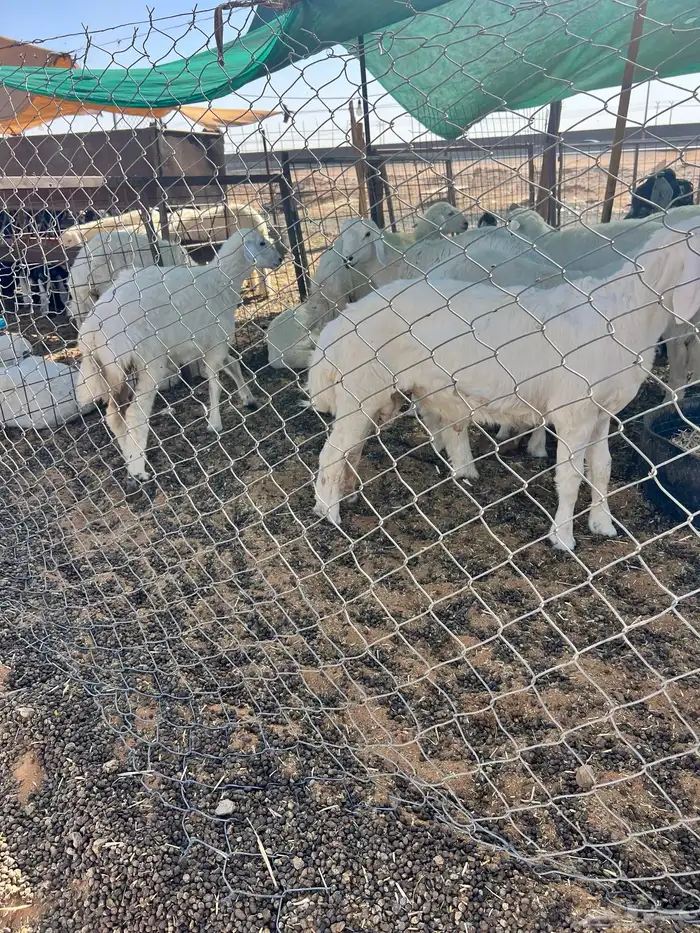 ذبايح ذبائح 46