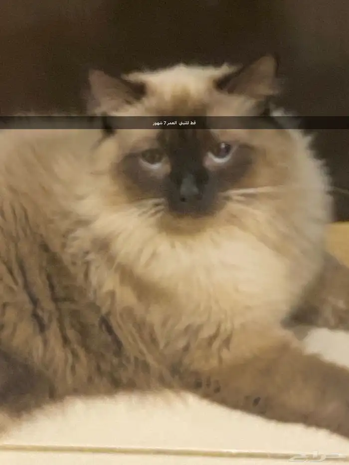 جده 0