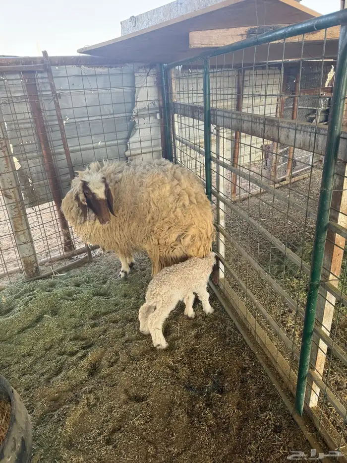 عرضين نعيميه متبع وحريه حايل 11