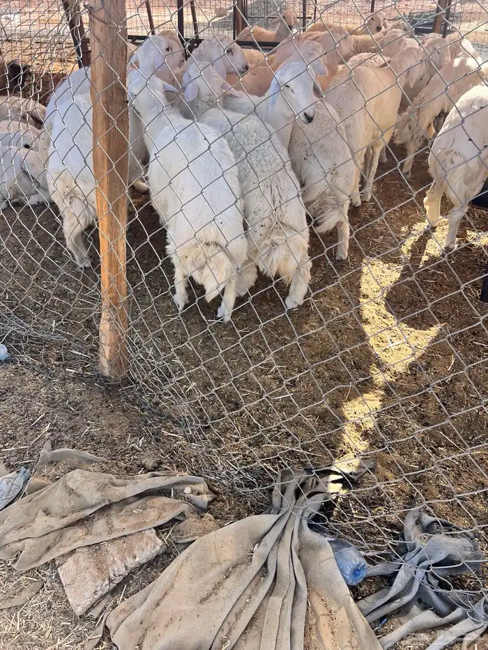 ذبايح ذبائح 31