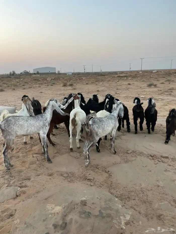 جفرات مقاني 10