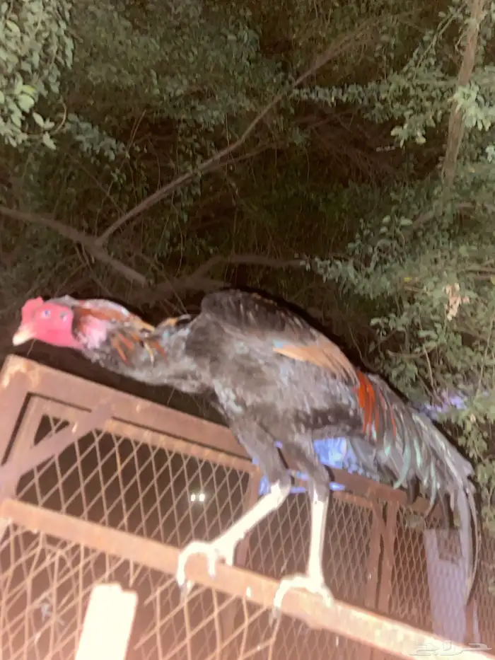 ديك سندي 0