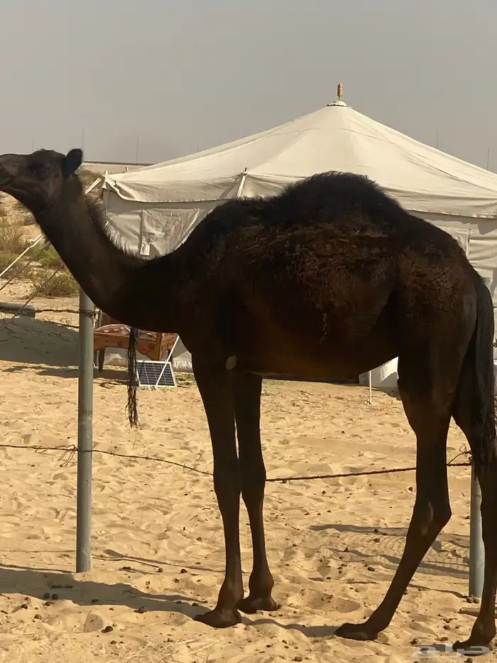 غرب مطار الدمام 0