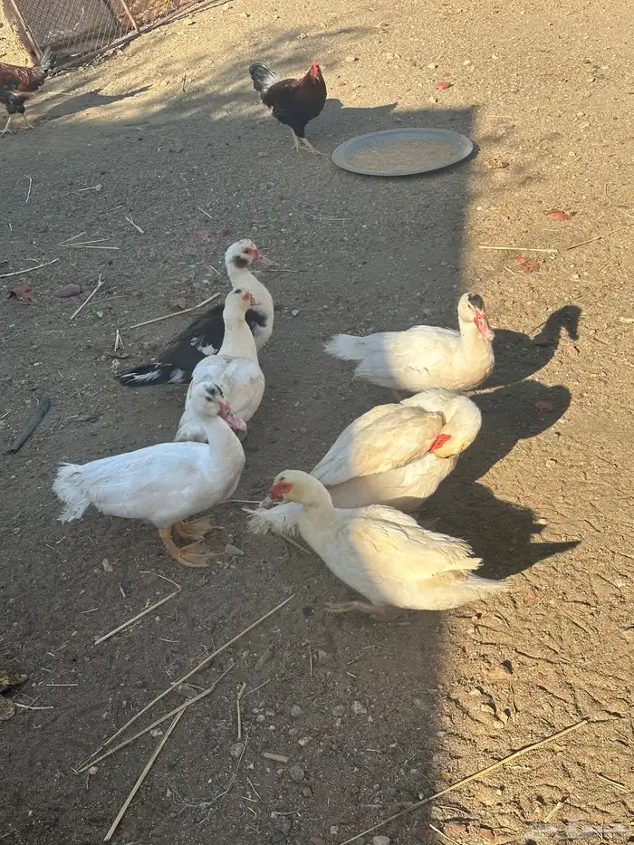 بط بلدي 3