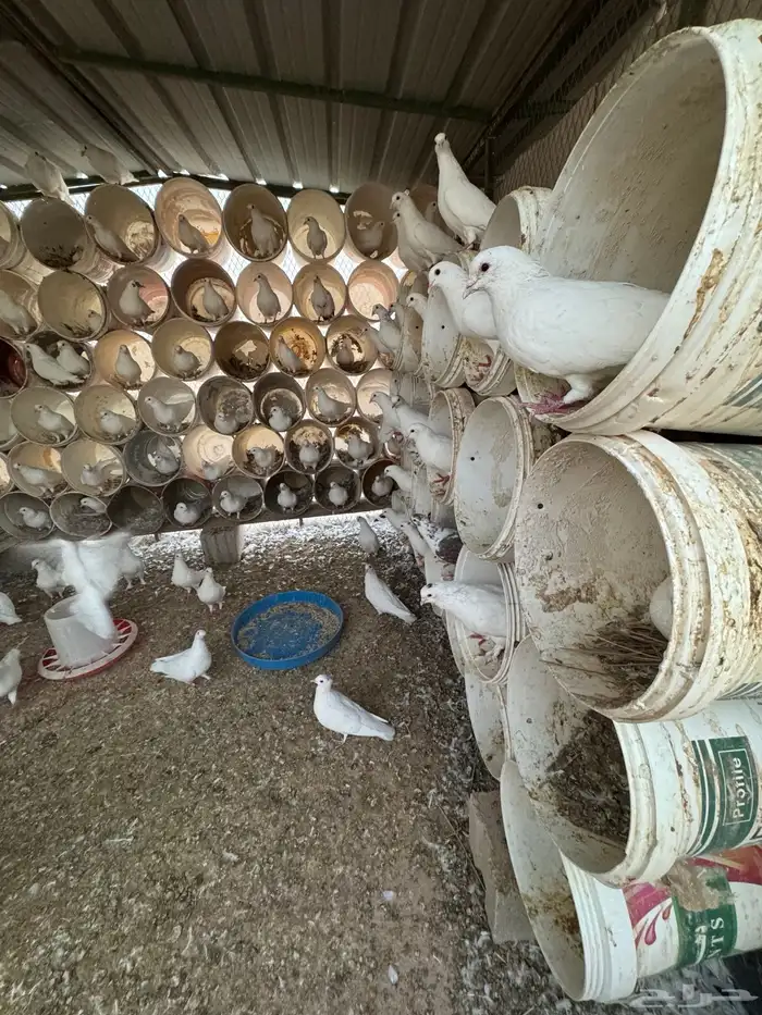 حمام فرنسي جامبو 5