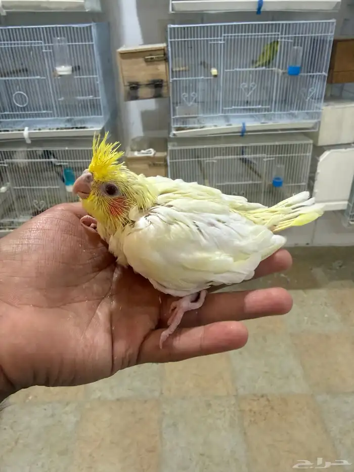 للبيع فرخ كروان لاتينو توه مسحوب من اهله( تم البيع ) 1