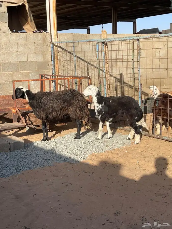 خلفة نجدية 4