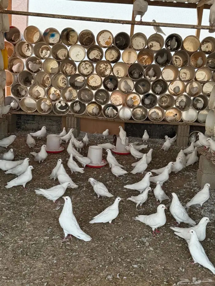 حمام فرنسي جامبو 13