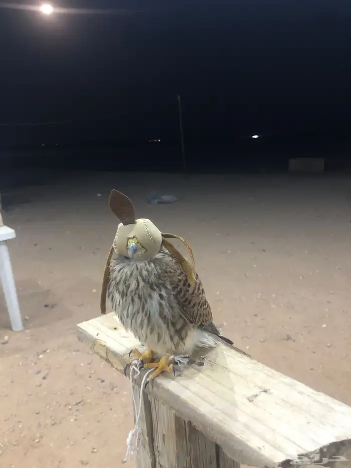 باشع طرح اليوم 0