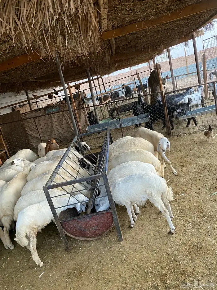 ذبايح نظيفه شرط 4