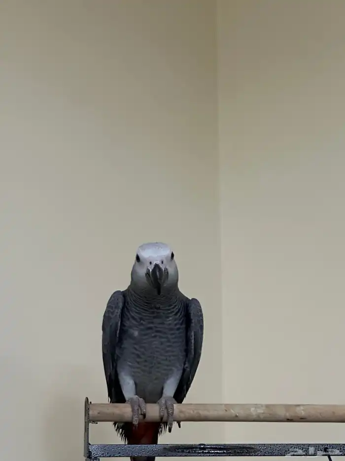 ببغاء كاسكو للبيع مع القفص 2