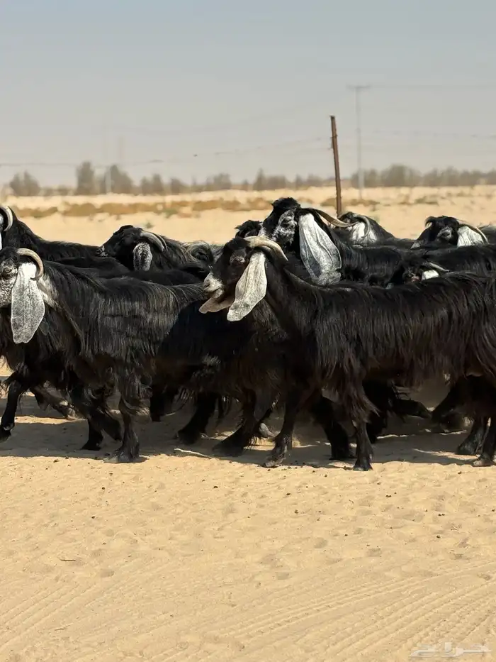 معزا عوارض 1