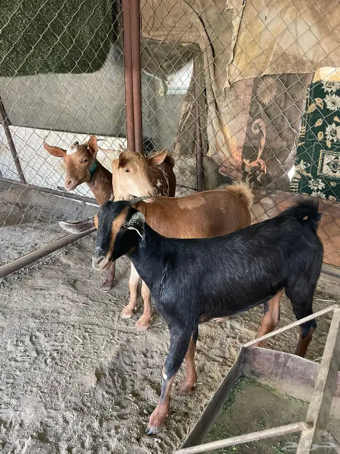 عنقان 0