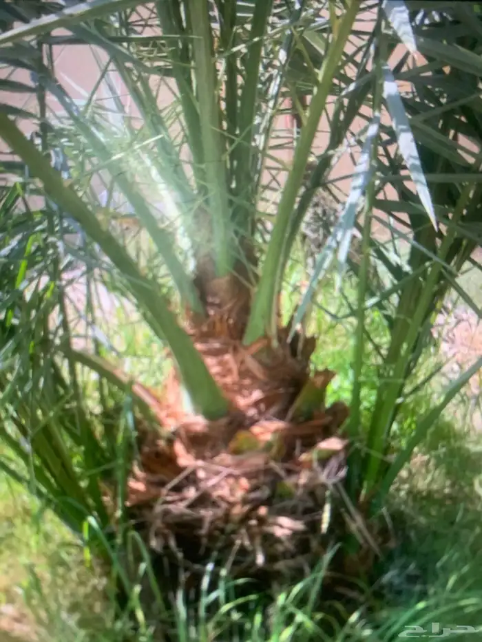 نخل الكبيرة 200 الصغيرة 150 1