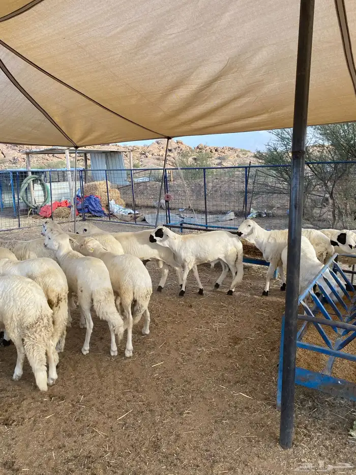 سواكن جدعان سواكني 3
