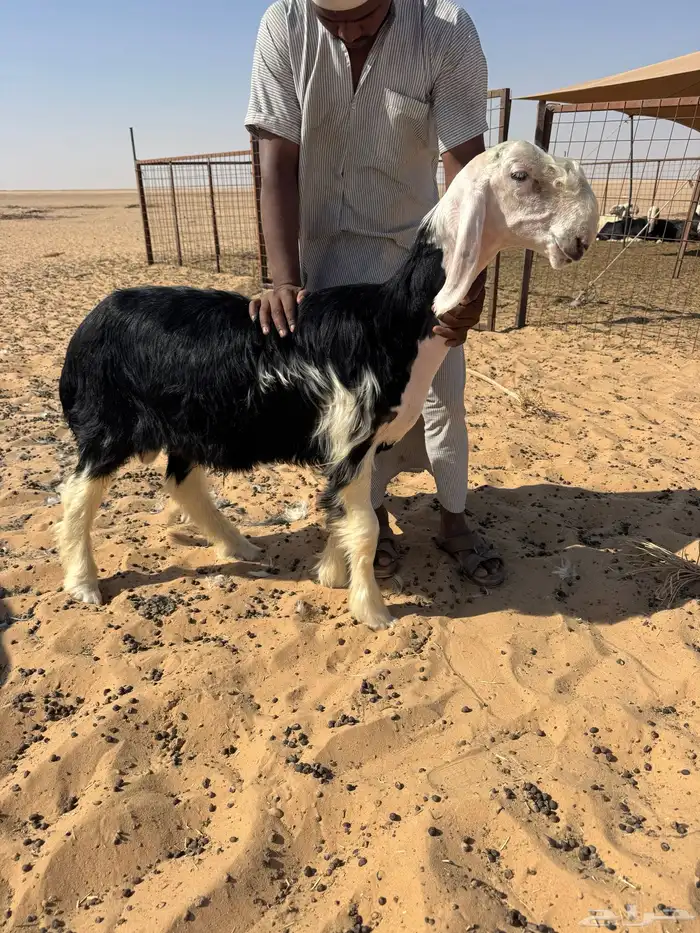 خروف مشروع فحل نجدي صنف تم البيع 2