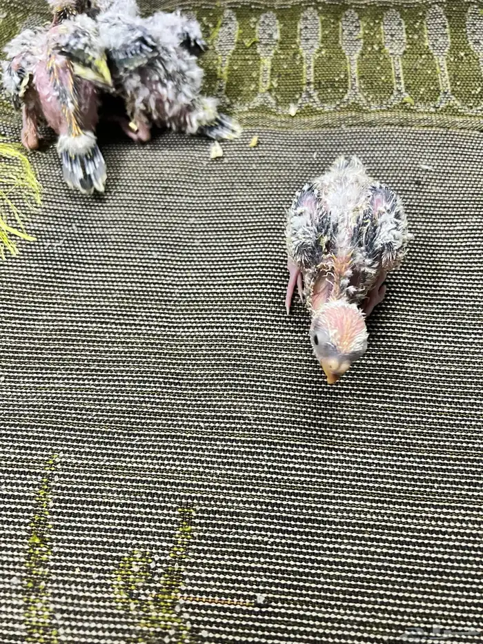 فروخ براكيت 2