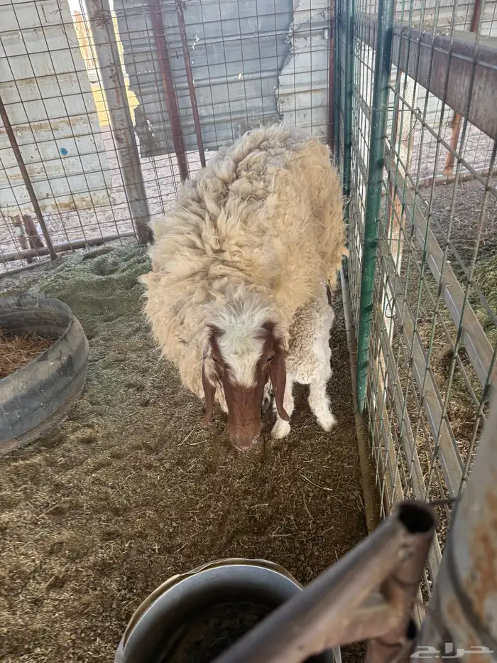 عرضين نعيميه متبع وحريه حايل 6