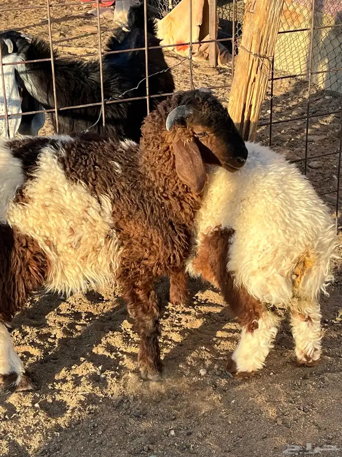 هرفي حري تيوس 6