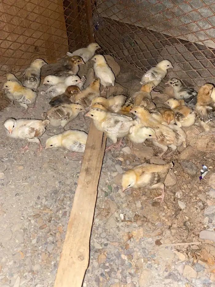 فروخ دجاج 0