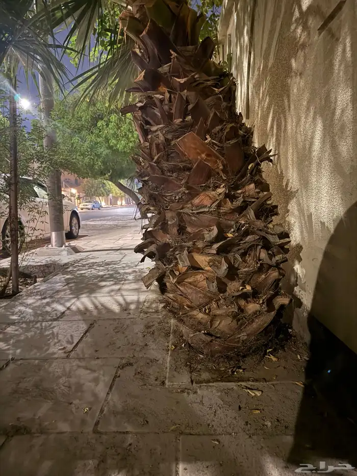 نخله واشنطني واشنطن الجبيل 6