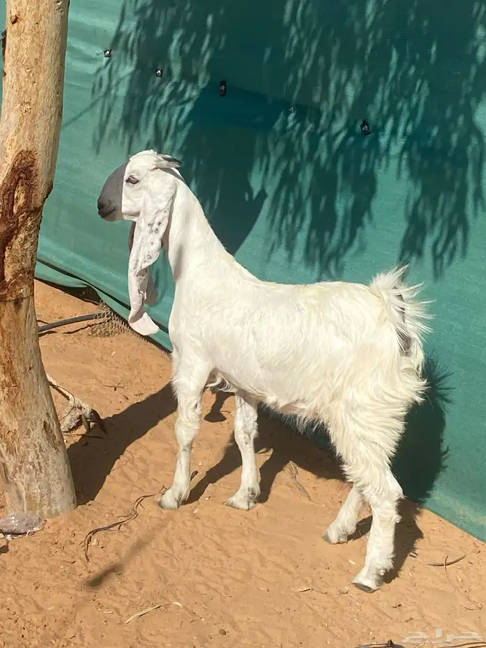حفره مطوره من النوادر 3