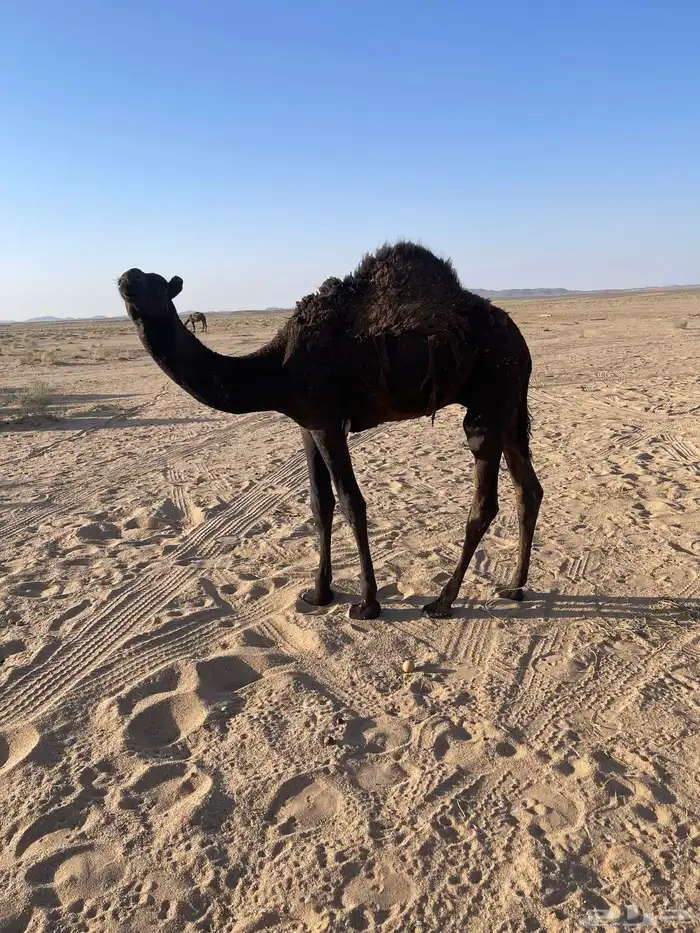 حاشي للبيع 3