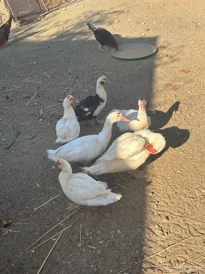 بط بلدي 2