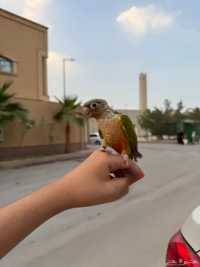 طير كنيور 1